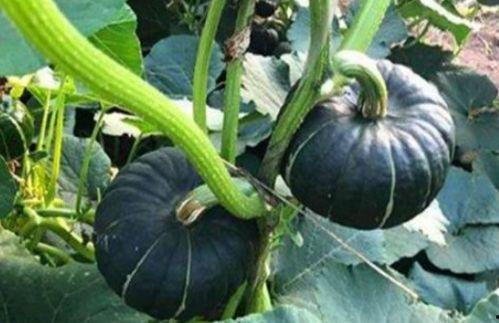 吃瓜网红八卦图片高清,高清图片背后的惊人真相